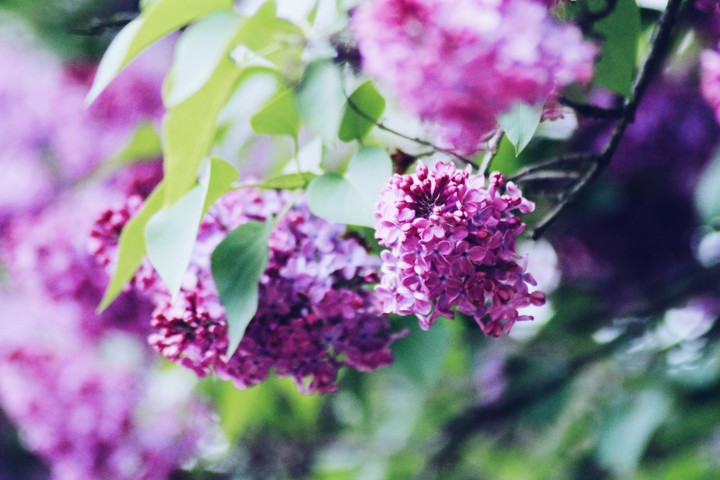 Lilac