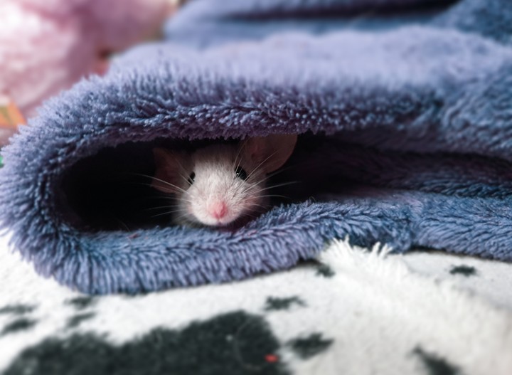Mouse