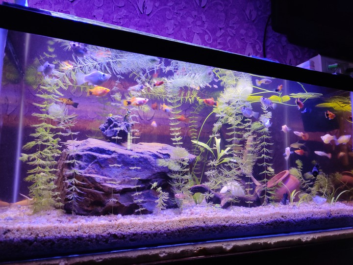 ARE YOU AQUARIUM LOVER LIKE MY POST