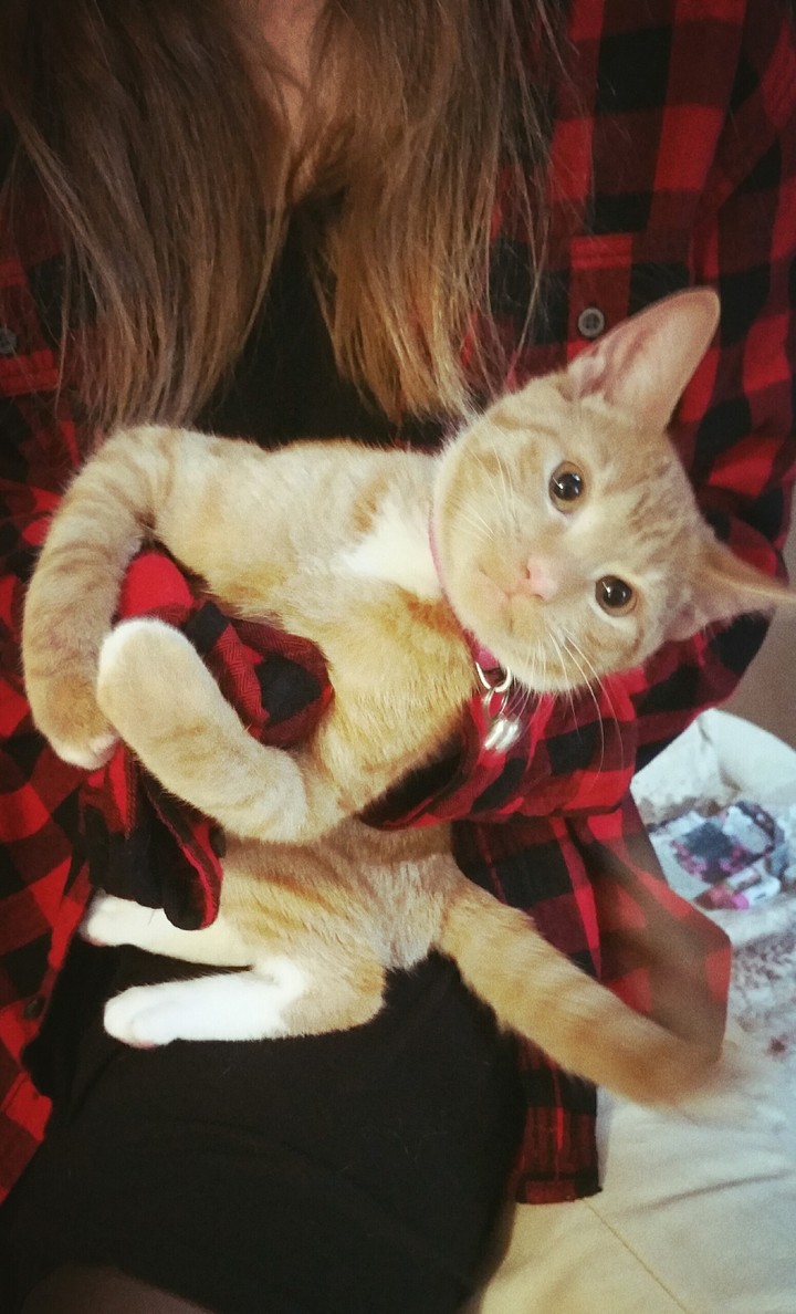 cat hug