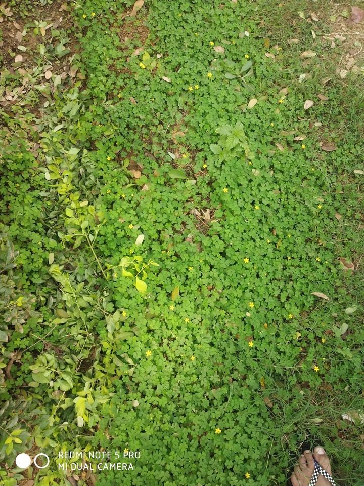 Green leafy flowers