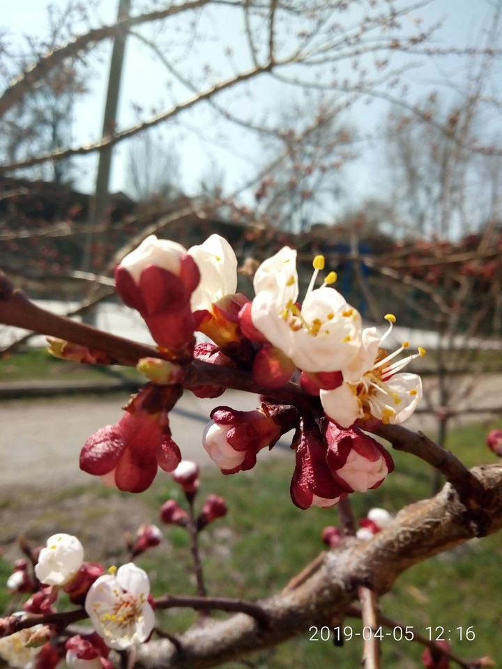 spring