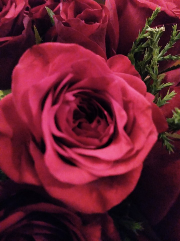 red rose