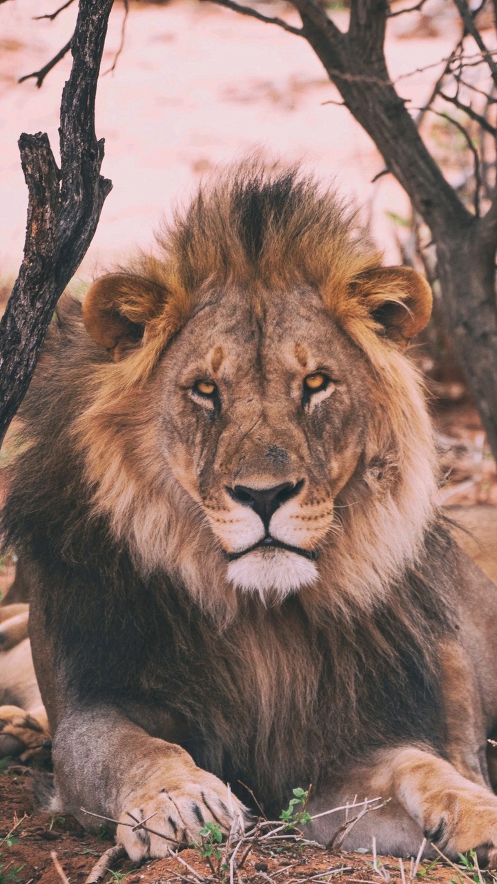 king