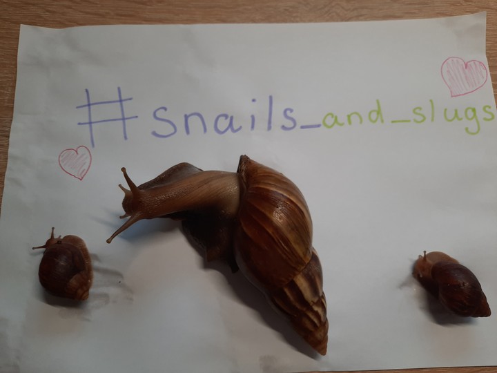 All snails