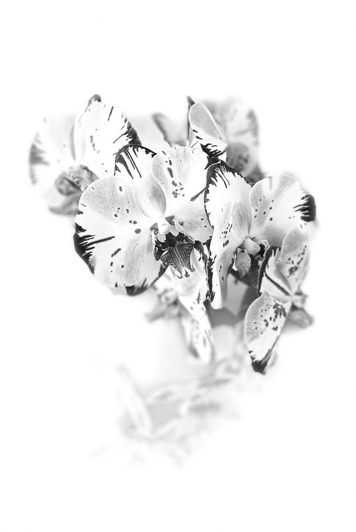 orchid