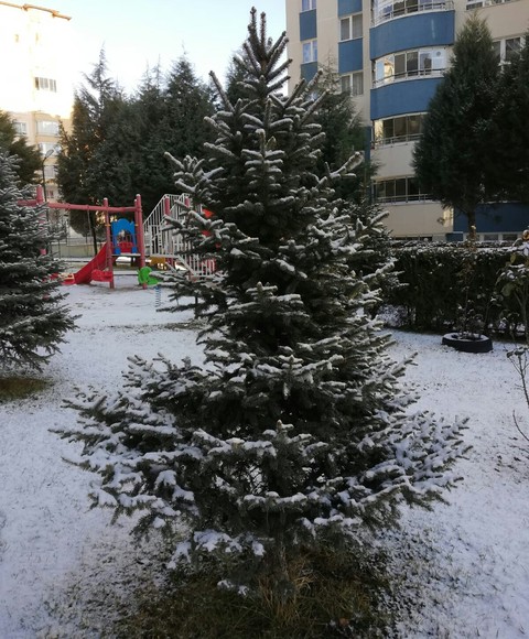 sfondi plant, larch