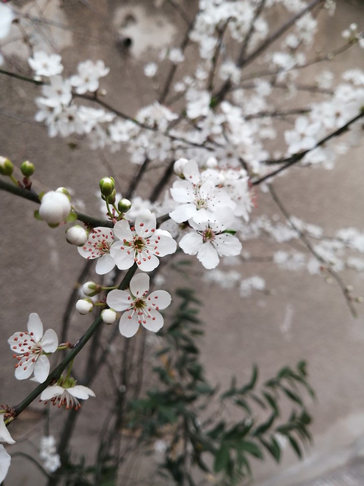 spring