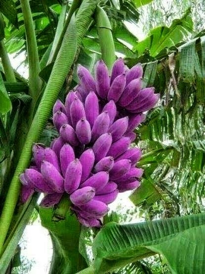 banana pink