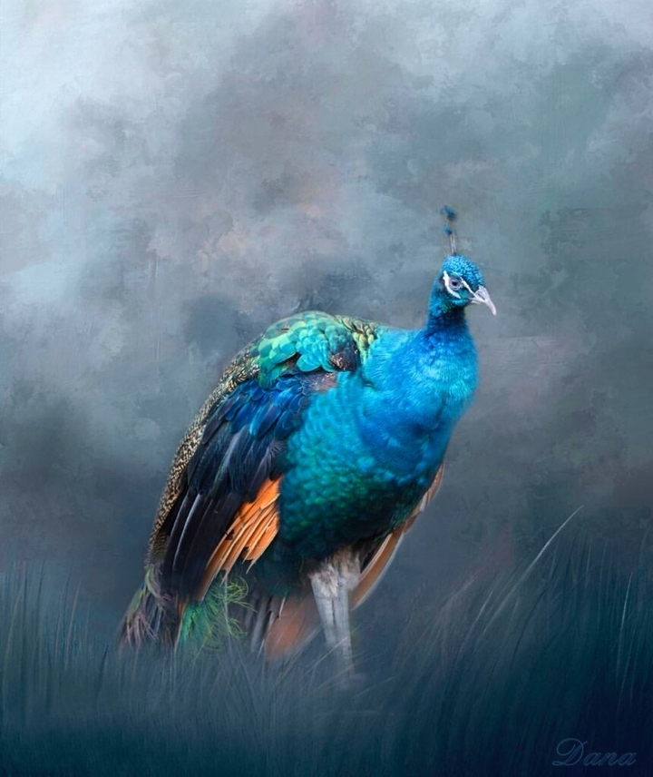 peacock
