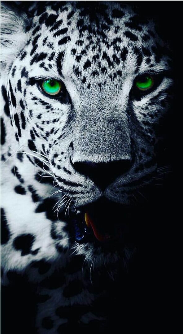 big cat