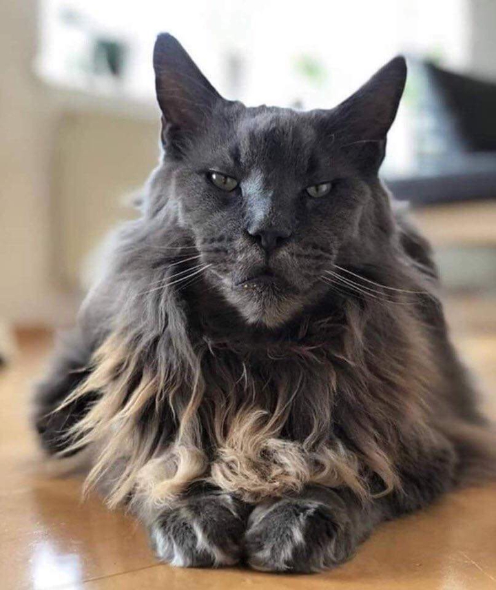 Gato Noruego del bosque