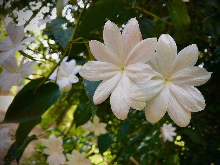 Riti flower ( Sri Lanka )