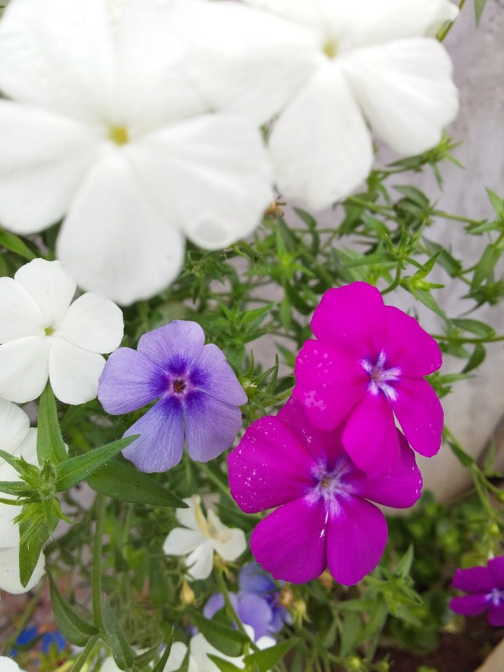 Flores mixtas.