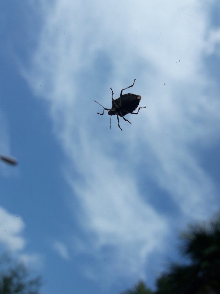 fly