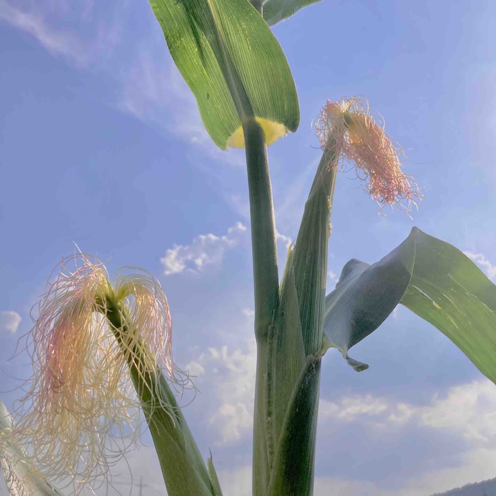 corn