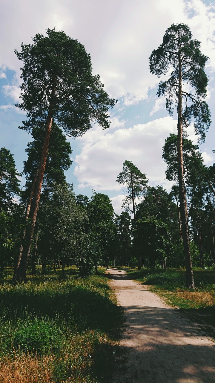 forest