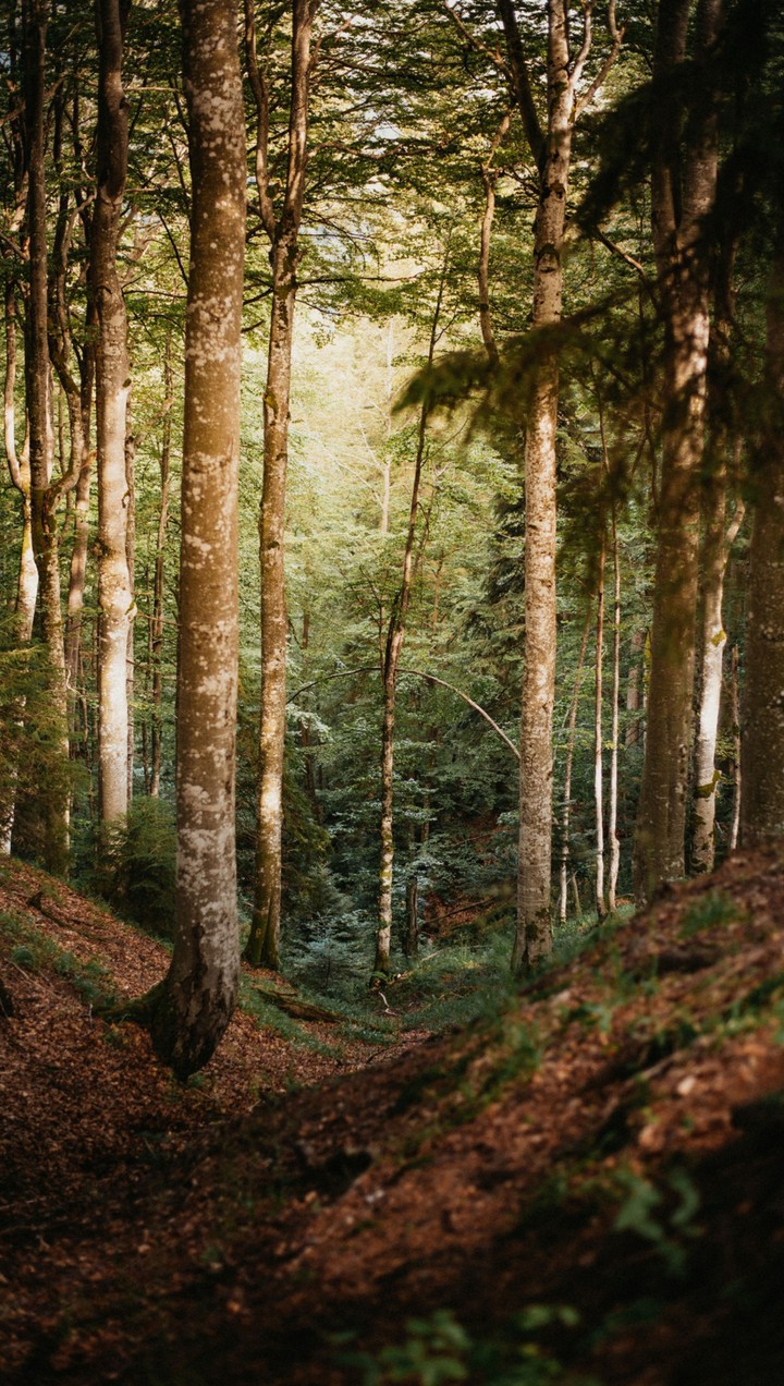 Melody of the Forest
