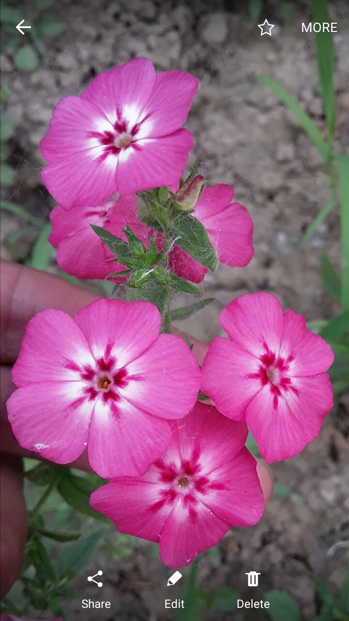 pink pink pink...
