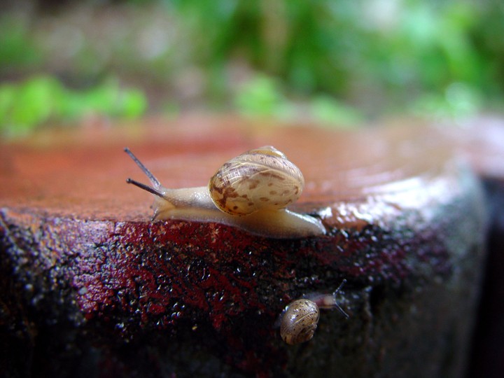 Snail