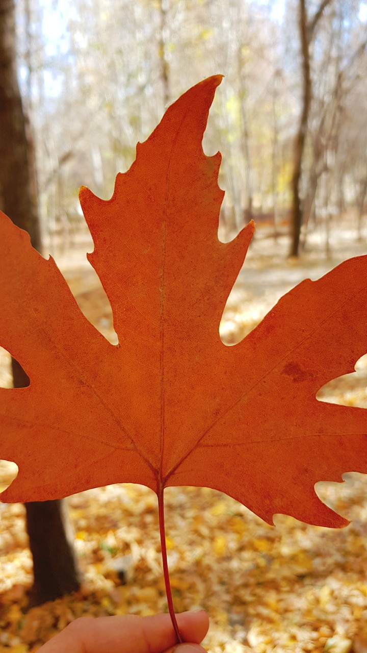 Autumn