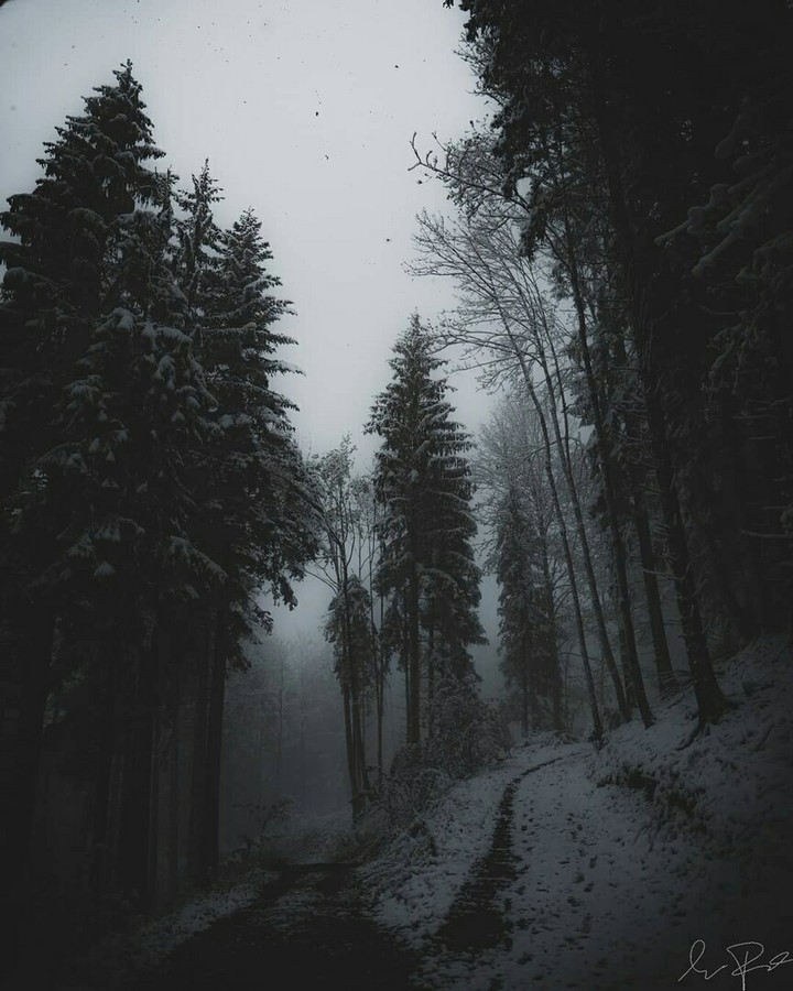 darkness forest