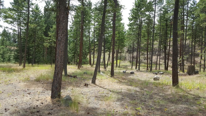 Tree Line In Forest