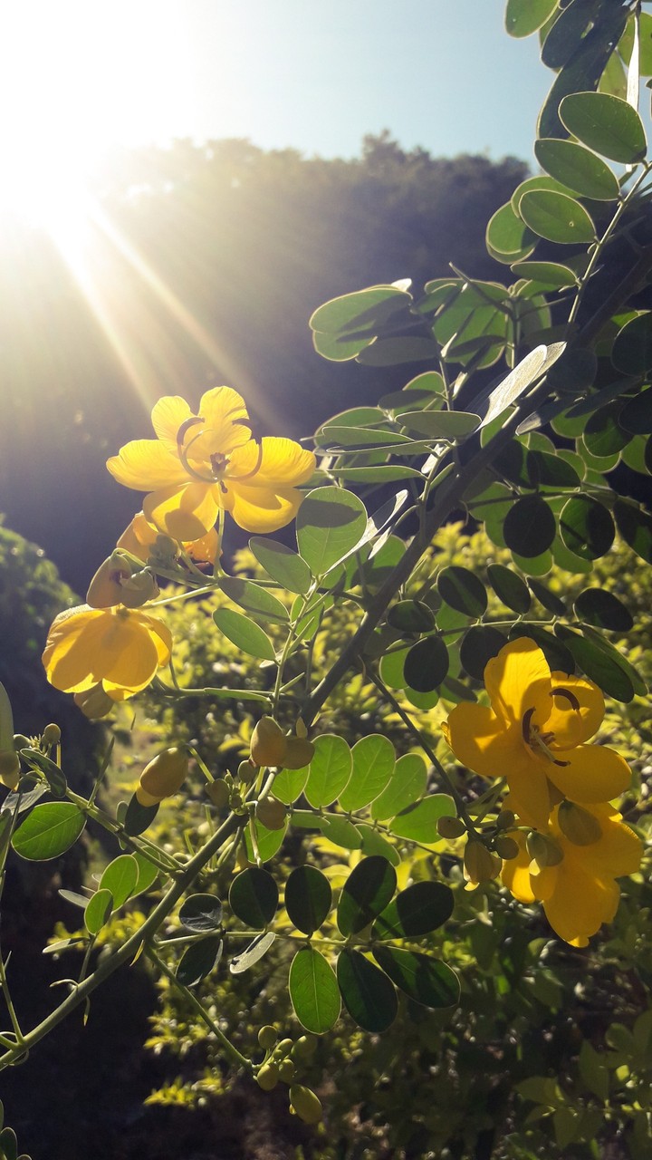 Las Flores