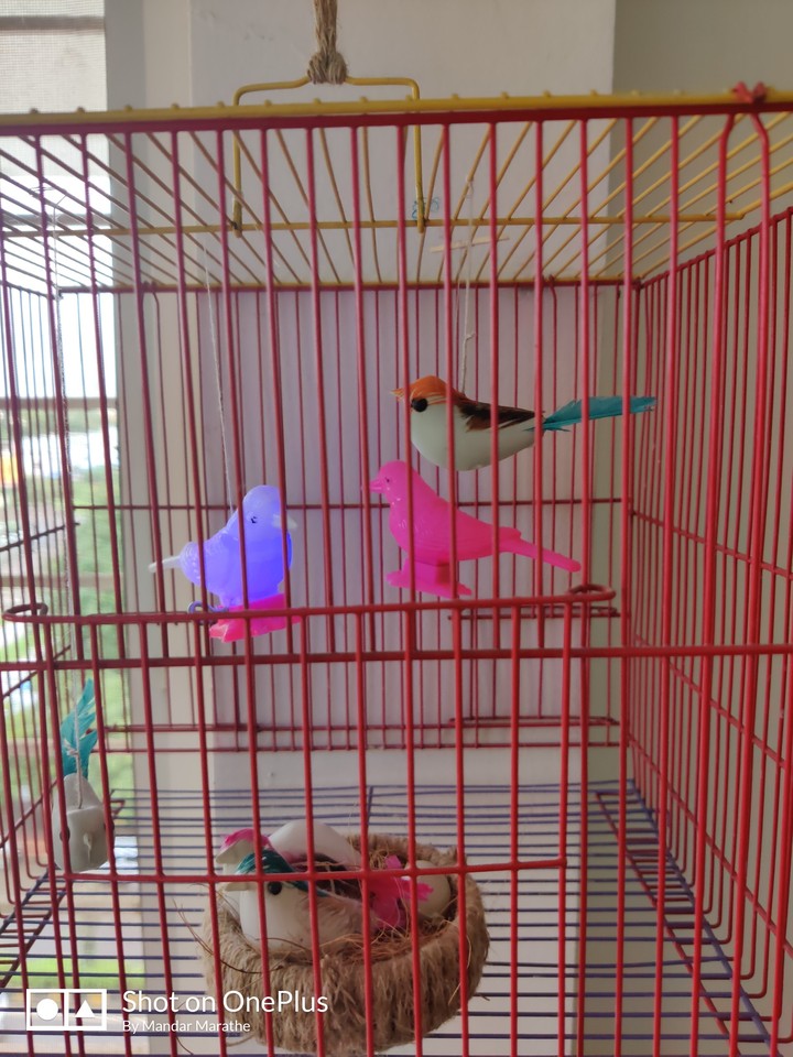 birds in cage