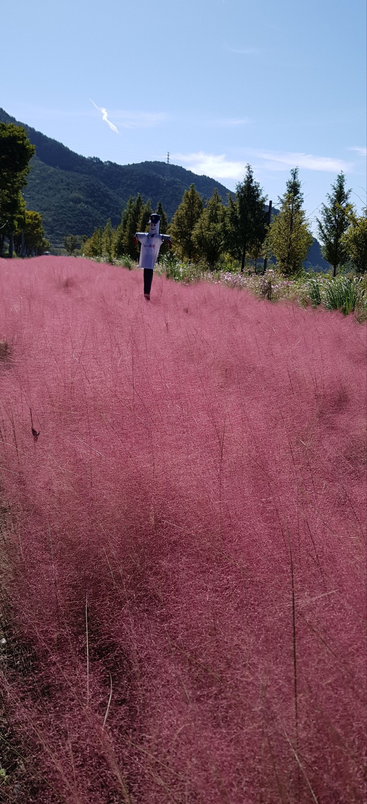 pink muly