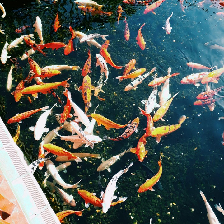 ▪pond○•°