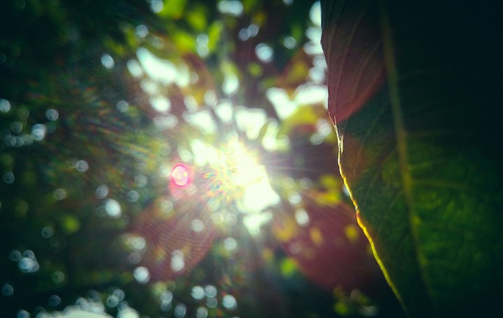 Ray leaf