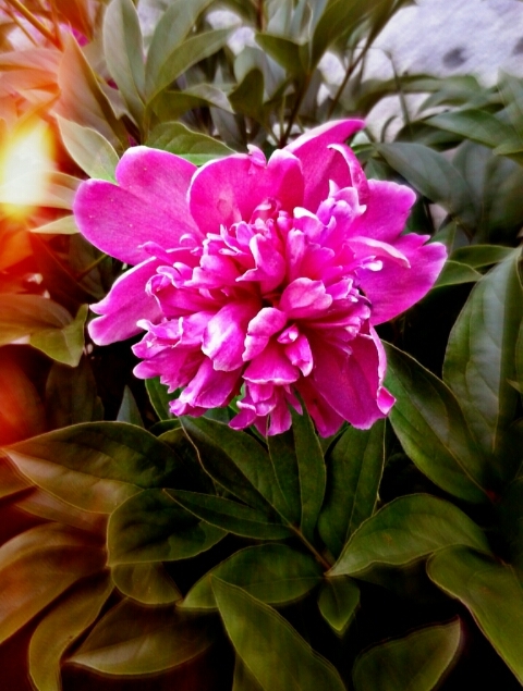 peony