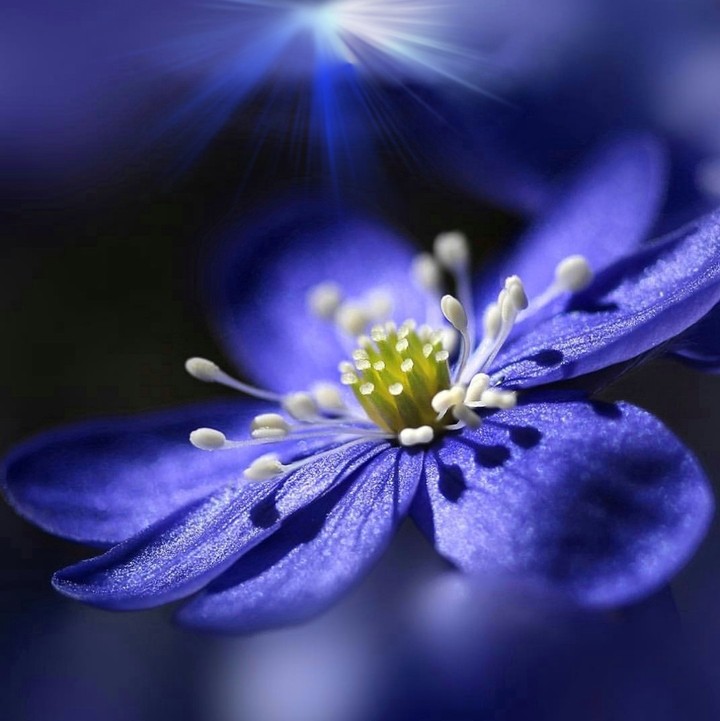 macro