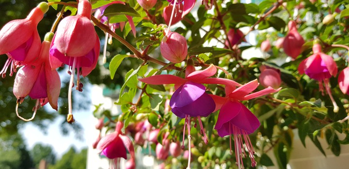 flower