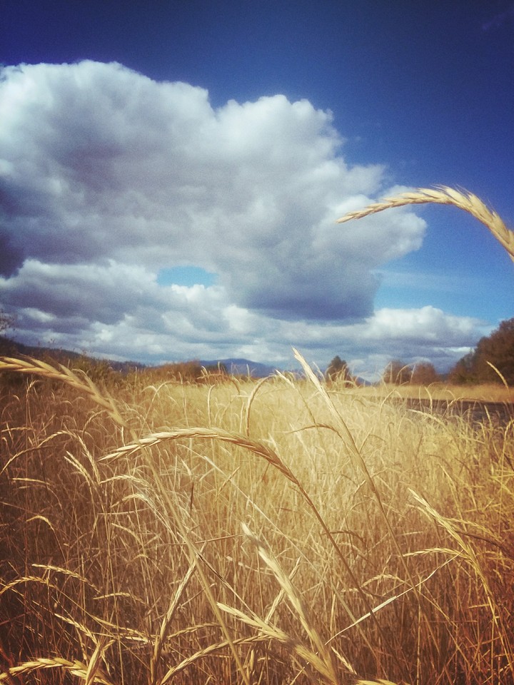 Field