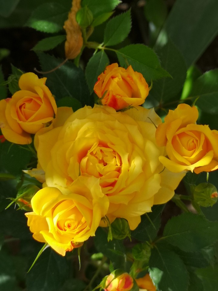 flower
