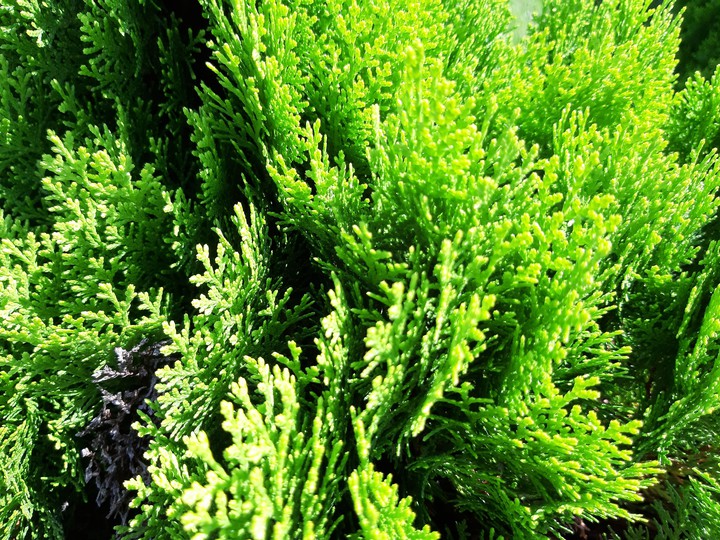 smalltree