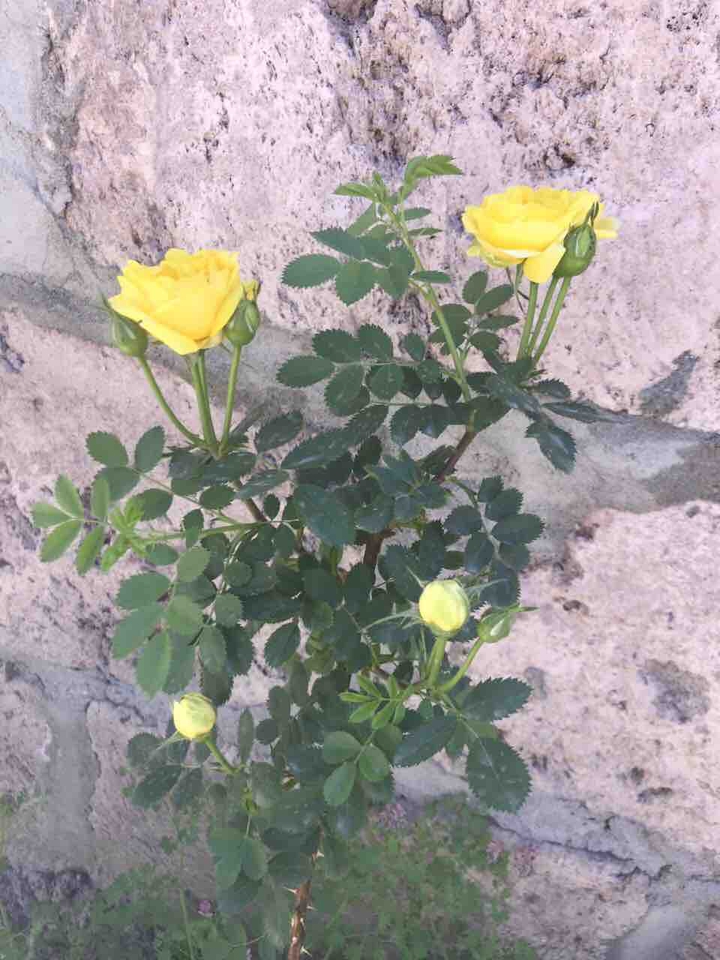 դեղին վարդ