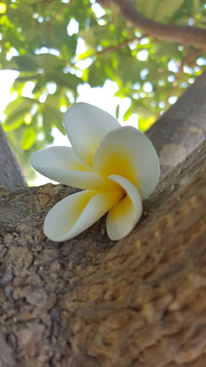 beautiful flower