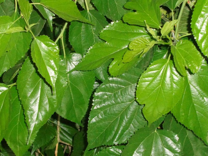 leafy