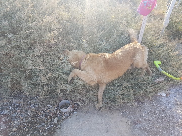 dog
