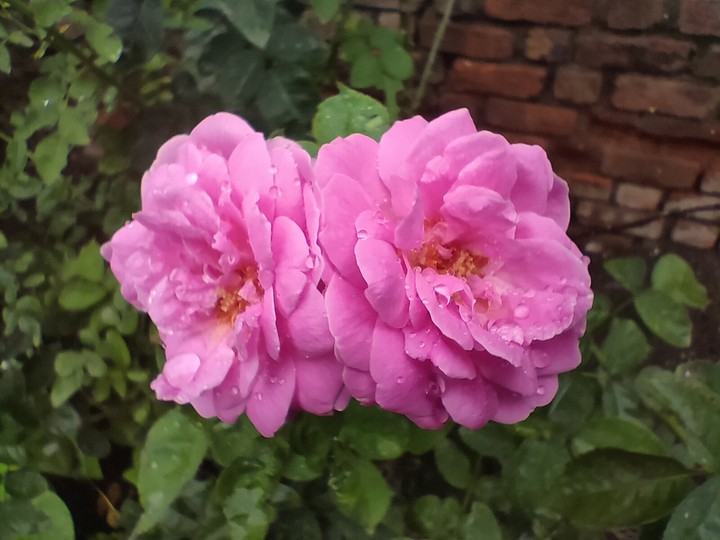 pink