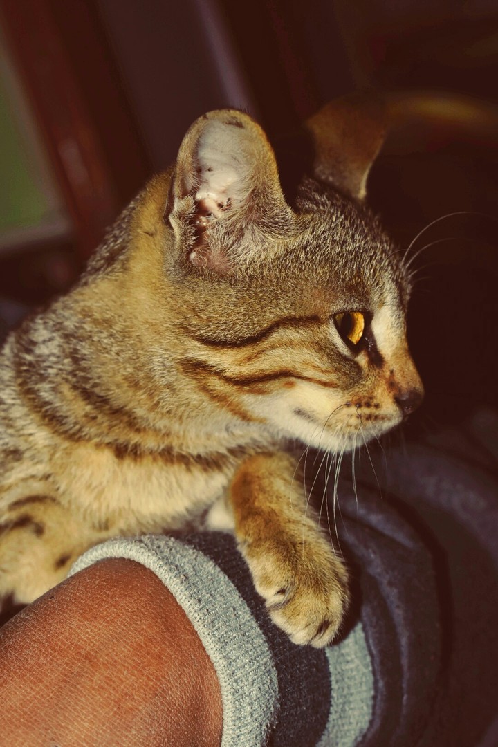 kuchu cat