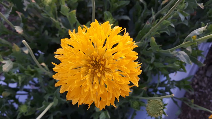 flower