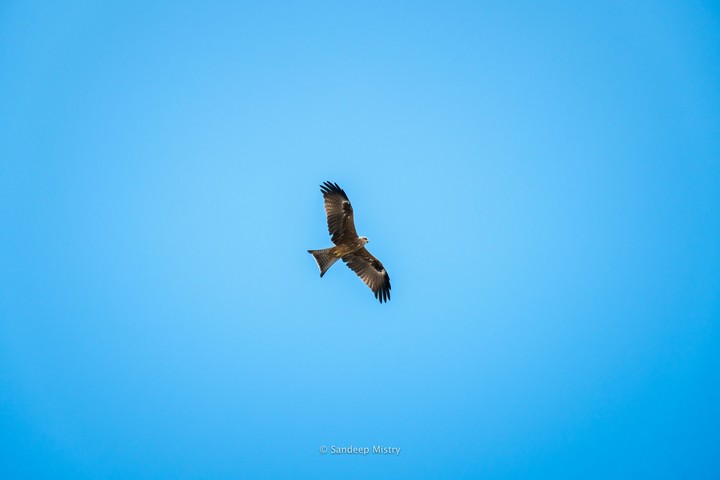 Indian Eagle