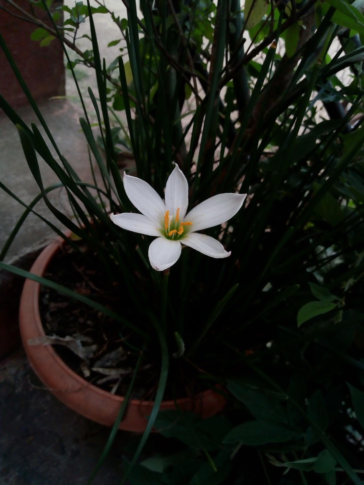 Guess the Flower