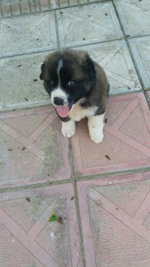 loitloit
