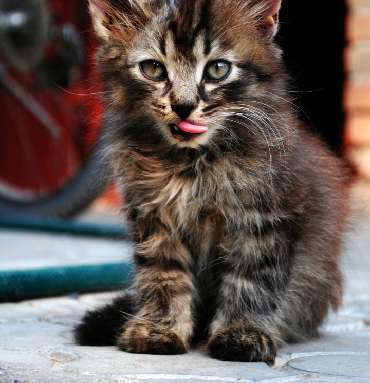 cat