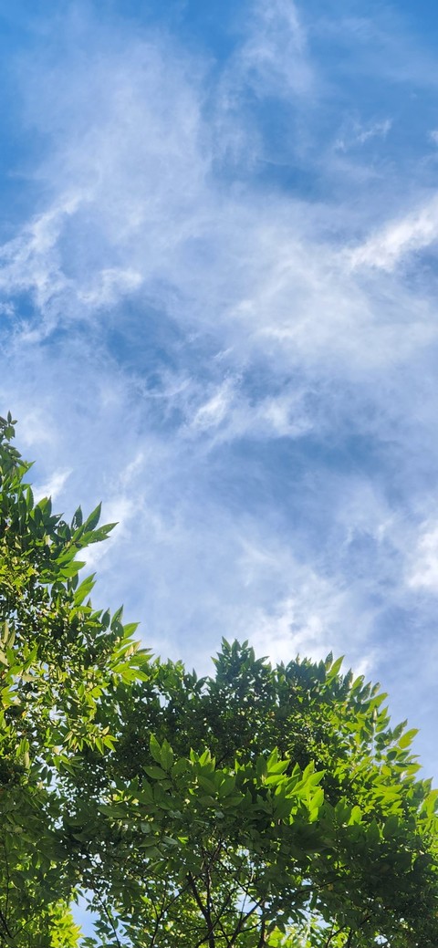 風景, tree桌布